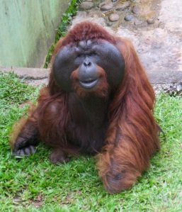 The impressive cheeks of the mature male Orangutan - he seems happy enough!