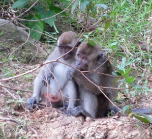 The Long-tailed Macaques love a good preen and cuddle!
