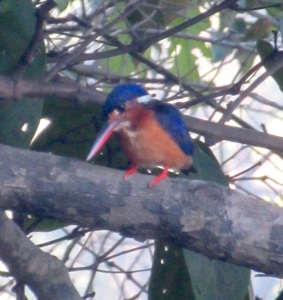The super rapid Stork-billed Kingfisher.  All you see is a flash of orange and blue as they zip past!