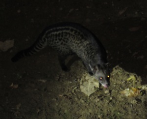 Tom the Civet Cat - he visited every night :-)